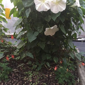 MoonFlower, Ipomoea Alba, Organic, 15 seeds per pack, Tropical white Morning Glory, Moon-vine, Medicinal, Heirloom image 2