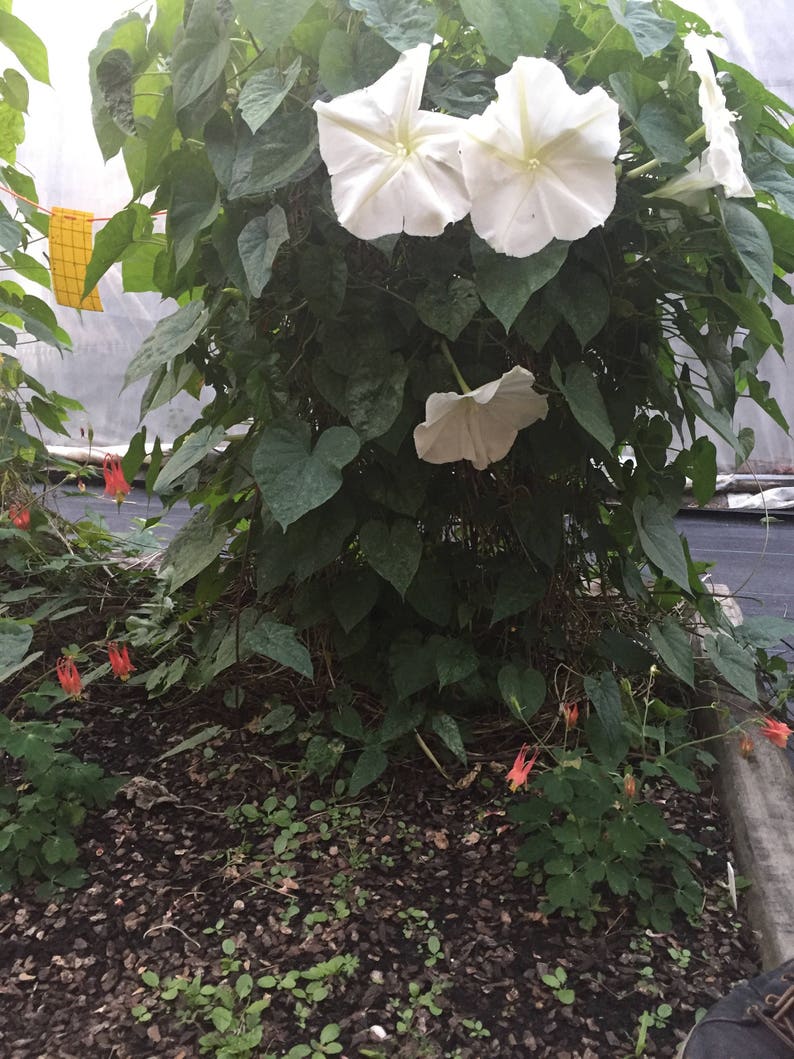 MoonFlower, Ipomoea Alba, Organic, 15 seeds per pack, Tropical white Morning Glory, Moon-vine, Medicinal, Heirloom image 2