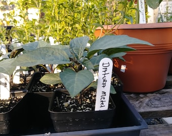 Datura Metel, Organic, Medicinal Plants, 4in potted plant, Devil's Trumpet, Heirloom Medicinals, Organic Gardening