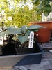 Datura Metel, Organic, Medicinal Plants, 4in potted plant, Devil's Trumpet, Heirloom Medicinals, Organic Gardening 