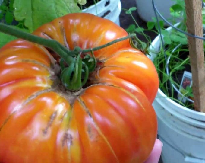 Heirloom Edible Seeds, Tomatoes, Rainbow, Solanum Lycopersicum, Organic, 25 Seeds Per Pack, Organic Gardening, GMO Free, Seeds For Sale