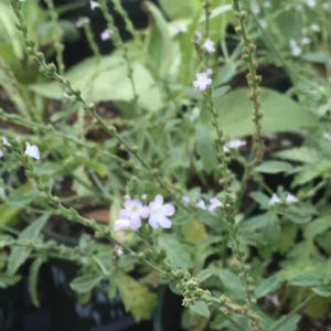 European Vervain, Verbena officinalis, Organic, Medicinal Seeds, 50 seeds per pack, Organic Gardening, European Vervain