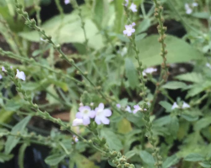 European Vervain, Verbena officinalis, Organic, Medicinal Seeds, 50 seeds per pack, Organic Gardening, European Vervain