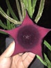 Cactus, Stapelia, Stapelia Leendertziae, Cactus, 4in pot, Stapelia Cactus 