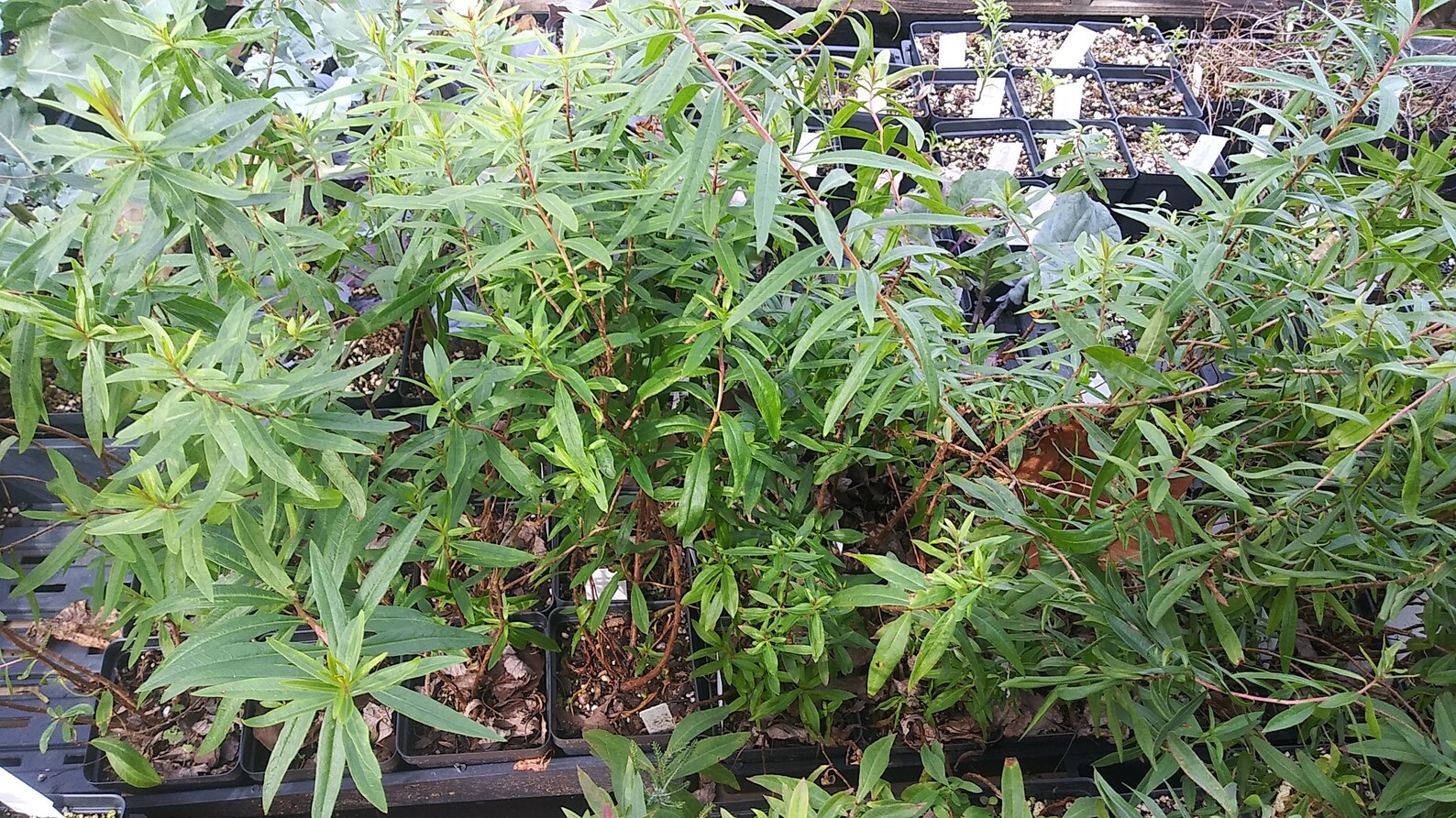 Sinicuichi Heimia Salicifolia Organic 4in Potted Plant Etsy