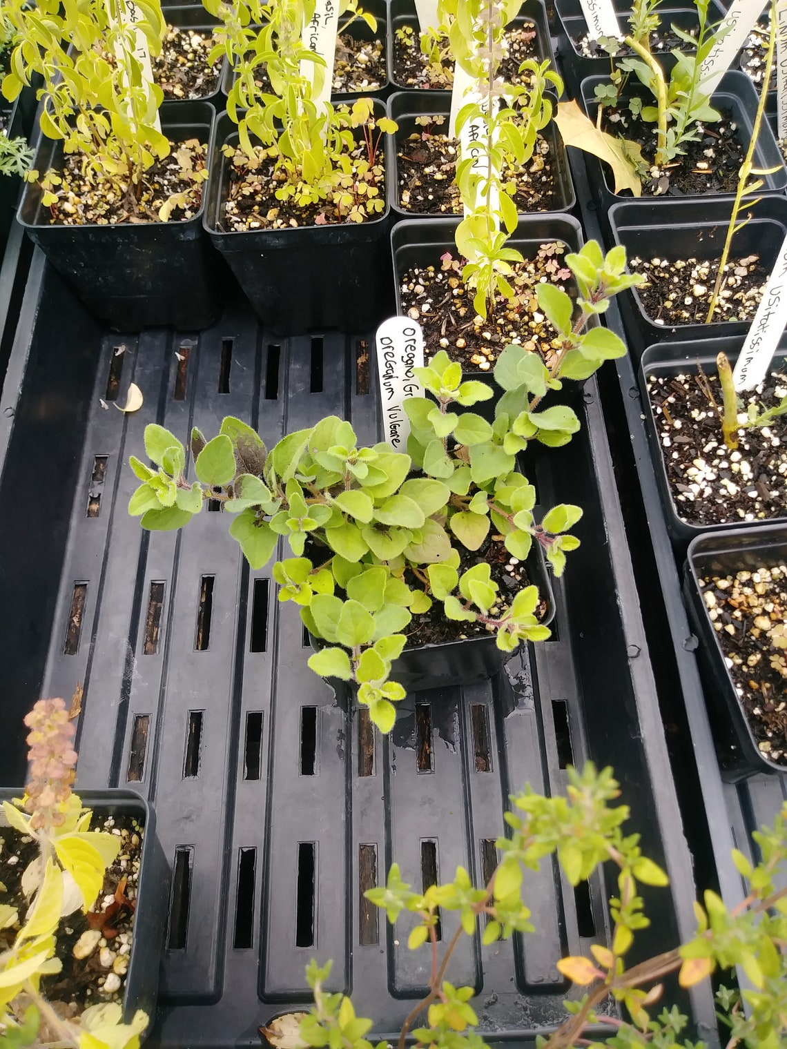 Oregano True Greek 150 Seeds per Pack Origanum Etsy