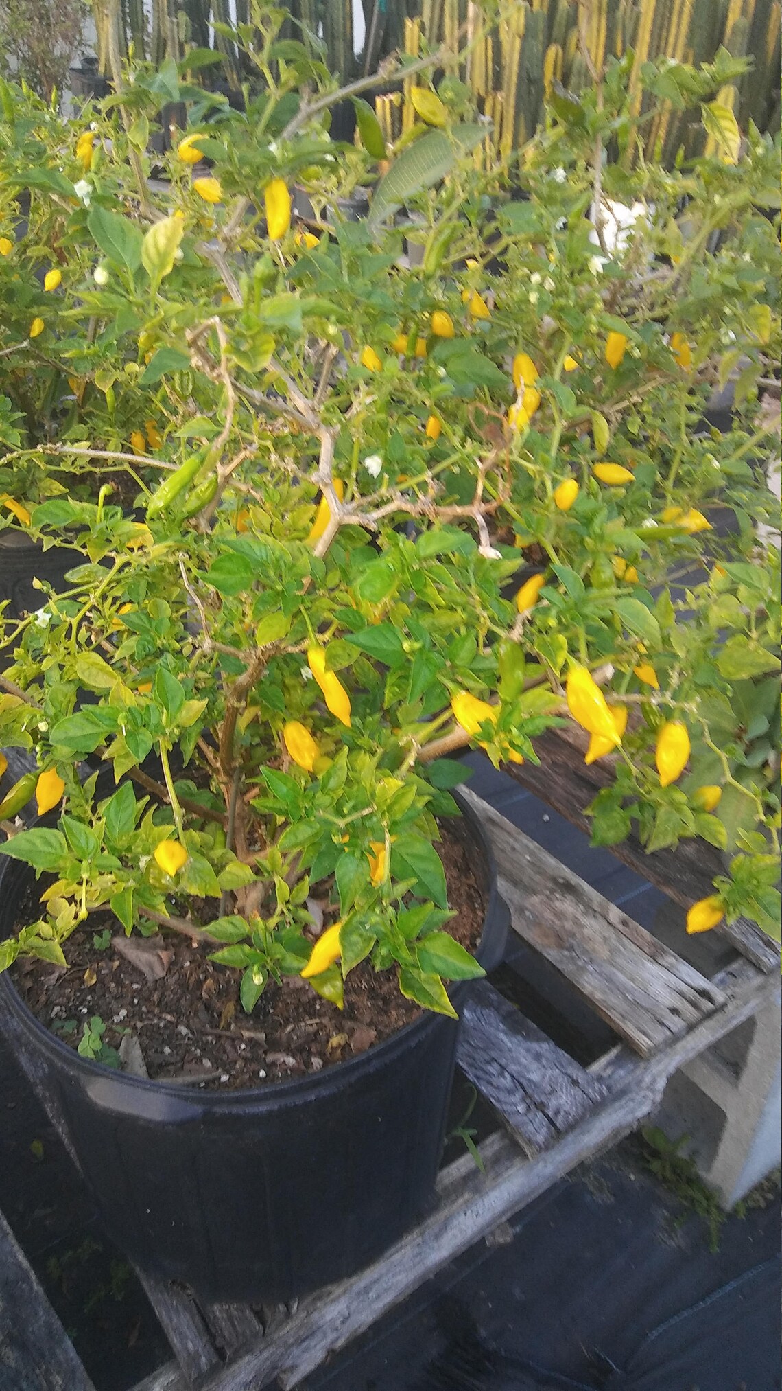 Lemon Drop Pepper Capsicum Baccatum 4in pot Pepper Plant Etsy