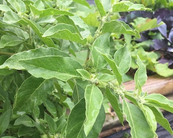 Ashwagandha, African Type, Withania somnifera, Organic, 50 seeds per pack, Ashwagandha, GMO Free