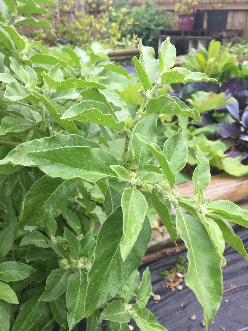 Peut inclure: Gros plan sur une plante verte feuillue avec de petits bourgeons blancs. La plante pousse dans un jardin.