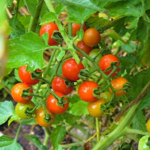 May include: A close-up of a cluster of ripe cherry tomatoes on the vine. The tomatoes range in color from green to vibrant red-orange. The green leaves and stems provide a natural backdrop.