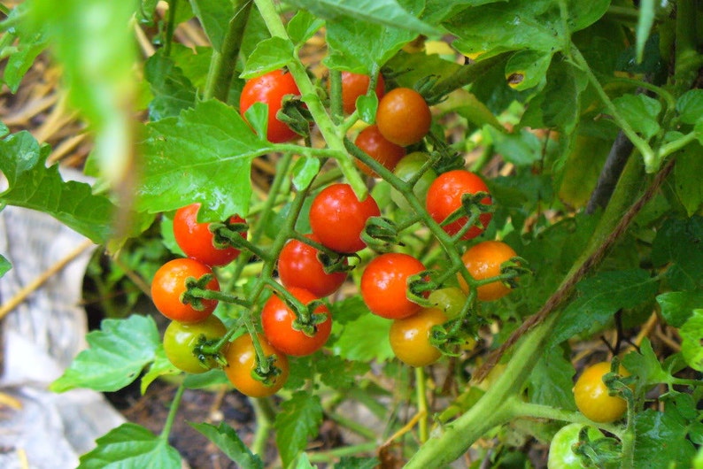 May include: A close-up of a cluster of ripe cherry tomatoes on the vine. The tomatoes range in color from green to vibrant red-orange. The green leaves and stems provide a natural backdrop.