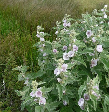 Altey 100 seeds Marsh Mallow Althaea officinalis 