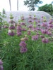 Lemon Bergamot, Bergamot, Lemon, Lemon bee balm, Monarda citriodora, Medicinal plants, 4in potted plants, Heirloom, GMO Free 
