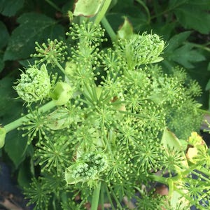 Ashitaba, Angelica keiskei koidzumi, Medicinal Seeds, Organic, 15 Seeds Per Pack, ashitaba, Gmo free, Organic Gardening, seeds