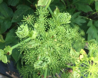 Ashitaba, Angelica keiskei koidzumi, Medicinal Seeds, Organic, 15 Seeds Per Pack, ashitaba, Gmo free, Organic Gardening, seeds