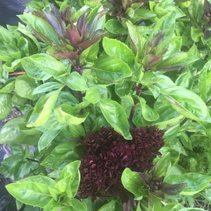 May include: A close-up of a vibrant green basil plant with dark purple flowers. The plant is in full bloom, with the flowers clustered together in a dense mass. The leaves are lush and green, providing a striking contrast to the deep purple flowers.