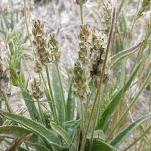 Plantago Ovata Plant - Etsy