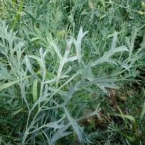 Laserwort, Saposhnikovia Divaricata, 50 Seeds Per Pack, Organic Seeds, GMO Free, Heirloom image 1