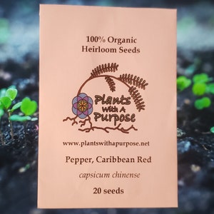 Pepper, Caribbean Red Seed Pack, Capsicum chinense, 20 Seeds, Organic, Heirloom, GMO Free