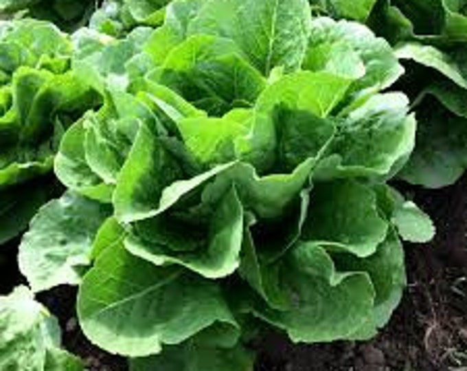 Lettuce, Parris Island cos, Lactuca sativa, 100 Seeds Per Pack, Organic, Heirloom, GMO Free