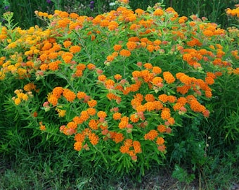 Pleurisy Root, Asclepias Tuberosa Seed Pack, 30 Seeds Per Pack, Organic