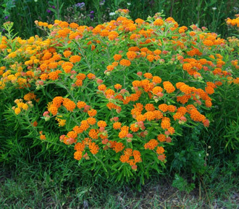 SeedsWithAPurpose Pleurisy Root Asclepias Tuberosa Seeds - Thumbnail 2