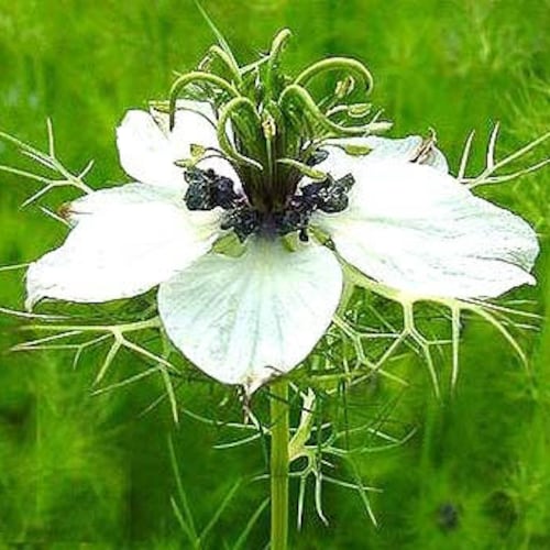 Cumin, Black, Nigella Sativa, Organic, 30 Seeds Per Pack, Heirloom , GMO Free