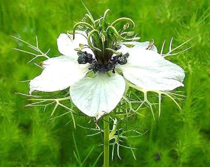 Cumin, Black, Nigella Sativa, Organic, 30 Seeds Per Pack, Heirloom , GMO Free