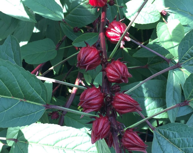 Hibiscus, purple roselle, hibiscus sabdariffa, Organic, 20 seeds per pack, , GMO Free Medicinal, Heirloom