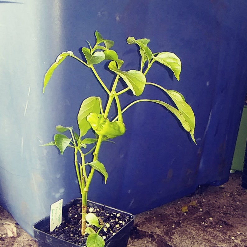 Peter pepper 4in Potted Plant organic heirloom GMO Free | Etsy