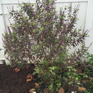 Medicinal Seeds, Krishna Tulsi, Holy Basil, Ocimum Sanctum, 30 Seeds Per Pack, Organic, Organic Seeds, GMO Free, Krishna Tulsi seed packs