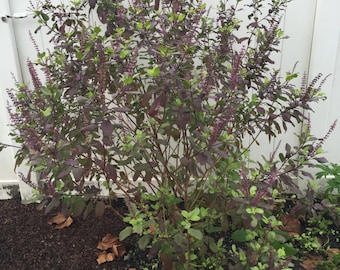 Medicinal Seeds, Krishna Tulsi, Holy Basil, Ocimum Sanctum, 30 Seeds Per Pack, Organic, Organic Seeds, GMO Free, Krishna Tulsi seed packs