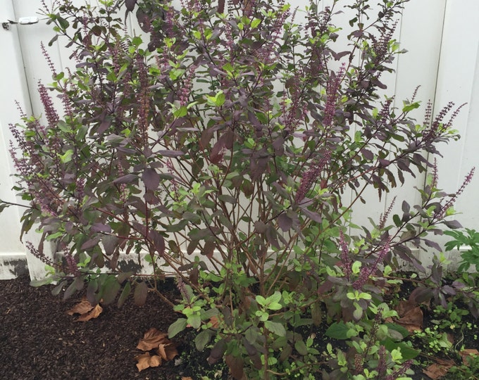 Medicinal Seeds, Krishna Tulsi, Holy Basil, Ocimum Sanctum, 30 Seeds Per Pack, Organic, Organic Seeds, GMO Free, Krishna Tulsi seed packs