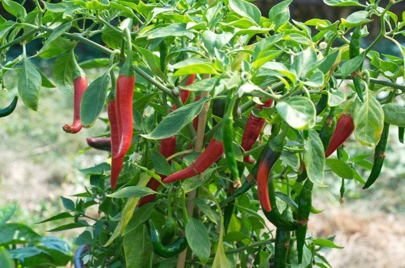 Prik Chi Fa Pepper Capsicum Annum Longum 20 Seeds per Pack Etsy