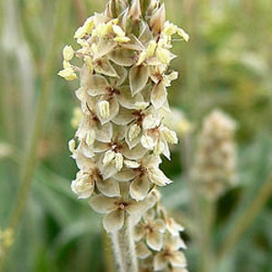 Plantago Ovata, Organic, 100 seeds per pack, Heirloom, Medicinal Seeds image 4