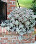 Ghost Plant, Echeveria, Graptopetalum paraguayense, Succulents, 4in potted plant 