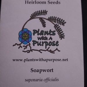 Soapwort, Saponaria officinalis, 50 seeds per pack, Organic, Caryophyllaceae, Heirloom, GMO Free image 2
