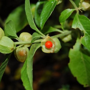 Puede incluir: Primer plano de una planta con hojas verdes y peque&ntilde;as vainas redondas de color verde claro. Una vaina est&aacute; abierta, revelando una baya roja brillante. Los tallos de la planta son visibles, y el fondo est&aacute; borroso, sugiriendo un entorno natural.