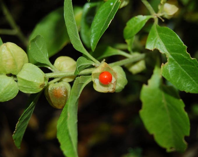 Ashwagandha, Withania Somnifera, Medicinal Seeds, Seed Packs, 30 seeds per pack, Organically Grown, Organic Seeds, GMO Free Seeds