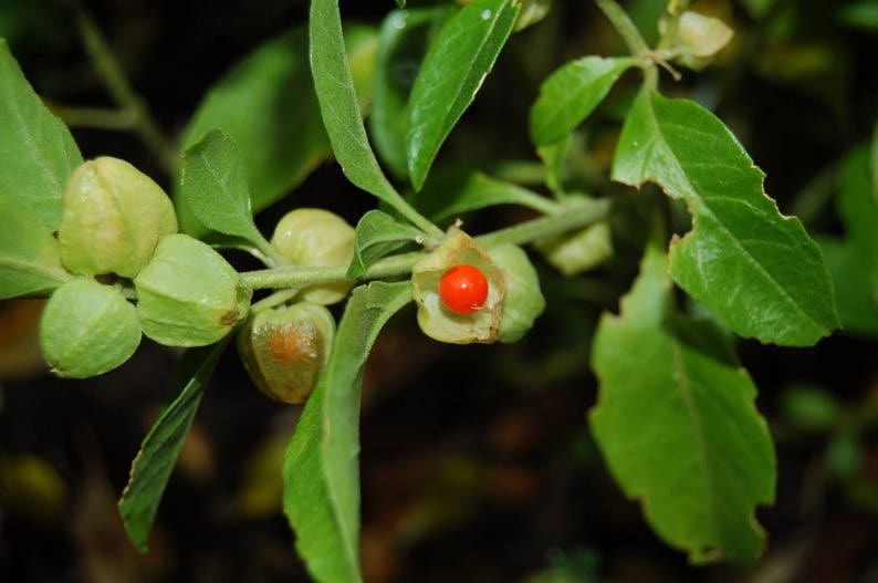 Puede incluir: Primer plano de una planta con hojas verdes y peque&ntilde;as vainas redondas de color verde claro. Una vaina est&aacute; abierta, revelando una baya roja brillante. Los tallos de la planta son visibles, y el fondo est&aacute; borroso, sugiriendo un entorno natural.