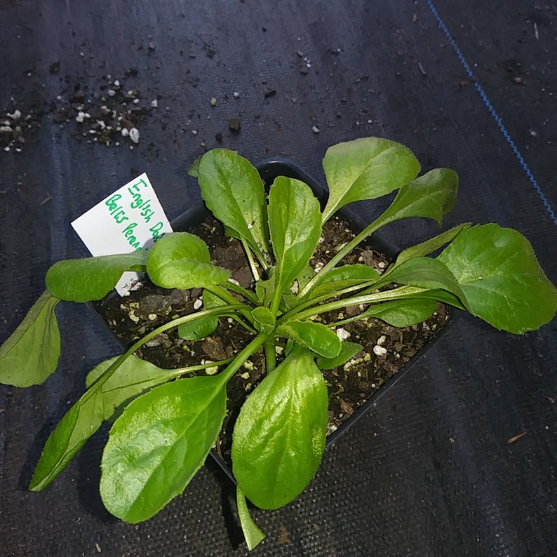 English Daisy 4in Potted Plant Daisy Asteraceae Organic Plants GMO Free Heirloom bellis perennis