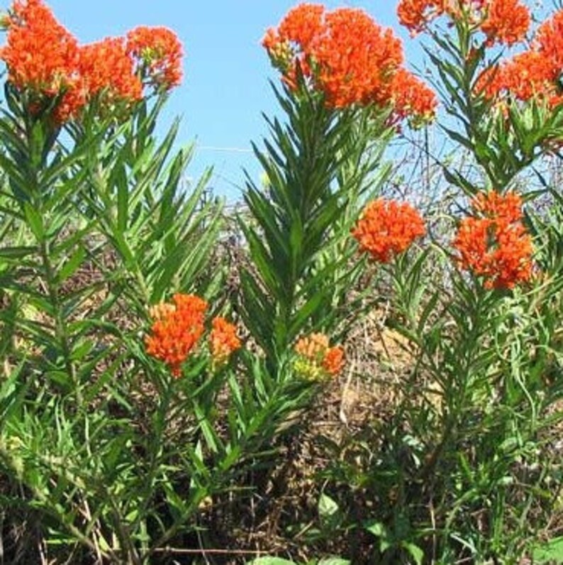 SeedsWithAPurpose Pleurisy Root Asclepias Tuberosa Seeds