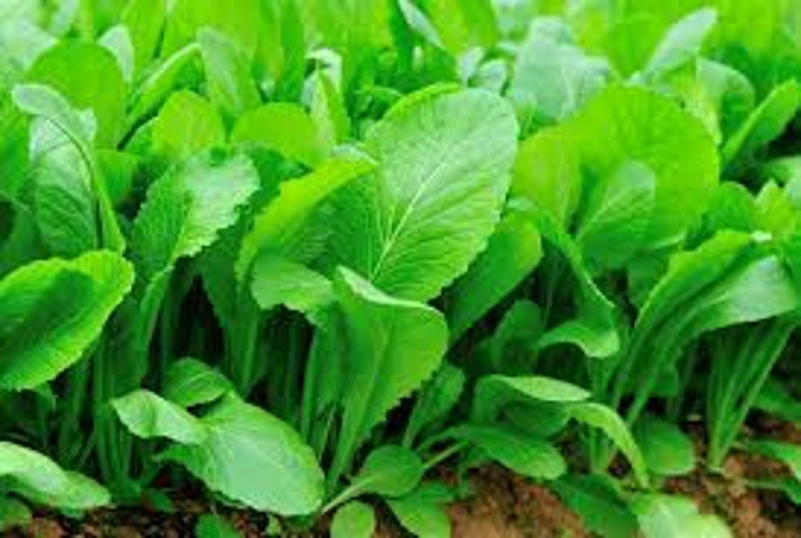 3000 Florida Broadleaf Mustard Seeds - Brassica Juncea Herb & Vegetable Garden Seeds