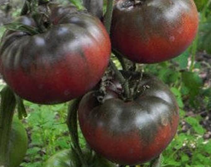 Heirloom Edible Seeds, Tomatoes, Black Krim, Solanum Lycopersicum, 25 seeds per pack, Organic, Organic Tomatoes, Organic Gardening, GMO Free