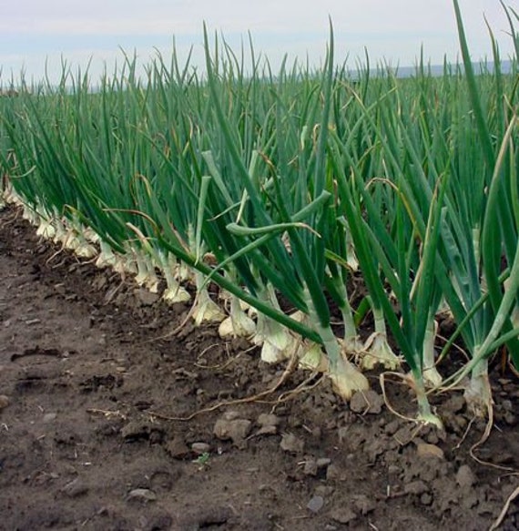 Onion Walla Walla Onion Allium cepa 50 Seeds Per Pack Etsy