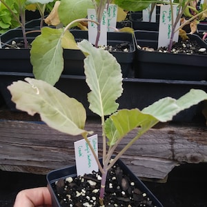 Collards, Georgia Southern Creole Collards,  Brassica oleracea, 75 Seeds Per Pack, Brassicaceae, Organic, Heirloom, GMO Free
