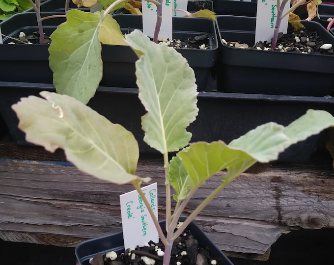 Collards, Georgia Southern Creole Collards,  Brassica oleracea, 75 Seeds Per Pack, Brassicaceae, Organic, Heirloom, GMO Free