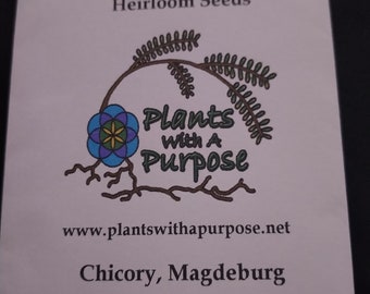 Chicory, Magdeburg, Cichorium intybus, 100 Seeds Per Pack, Organic, Heirloom, GMO Free
