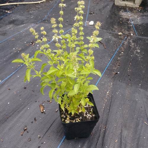 Basil Lime Basil Ocimum Canum Organic GMO Free Plants 4in Etsy