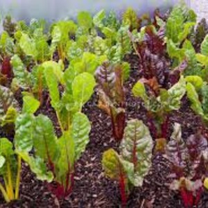 Rainbow Swiss Chard, Beta vulgaris subsp. vulgaris, Organic Seeds, 50 Seeds Per Pack , Heirloom Seeds, GMO Free Seeds, Edible Seeds image 5